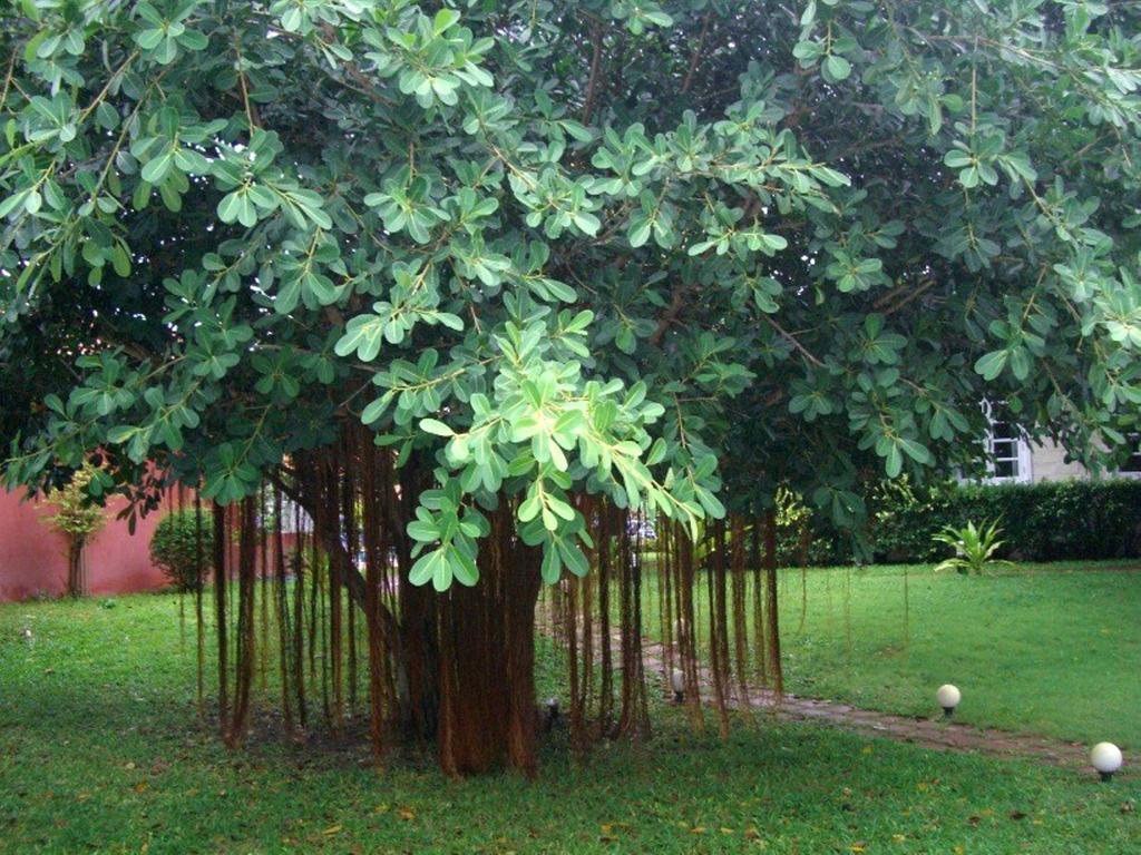 Pictory Garden Resort Sattahip Ngoại thất bức ảnh